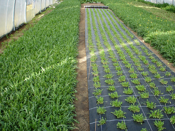 Агротекстиль Agrojutex 100г/м2 - 1.65x100м