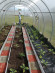Агротекстиль Agrojutex 100г/м2 - 1.65x20м